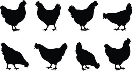 Farm hen silhouette vector set, domestic chicken icon collection, poultry animal clipart for agricultural design, flat vector illustration