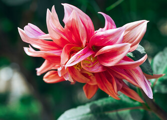 Bright pink dahlia flower on green background