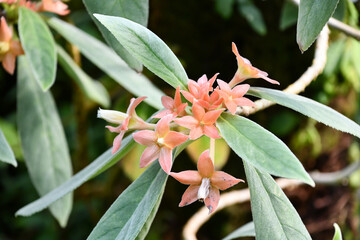 アロプレクツス・カロクラミス　Red Lantern