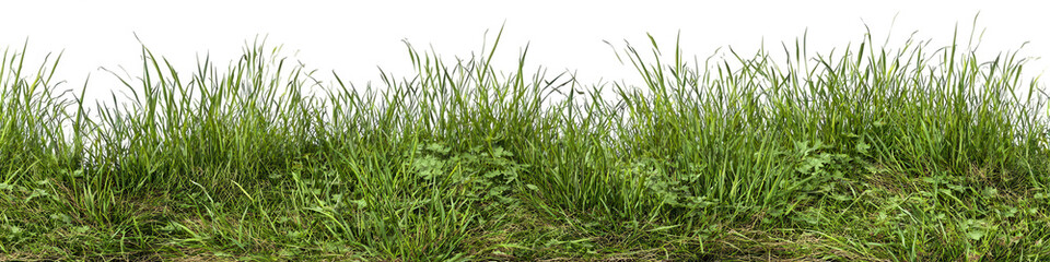 Obraz premium Lush green grass field (1)