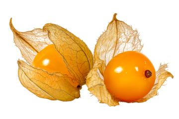 Two ripe physalis fruits on a black background