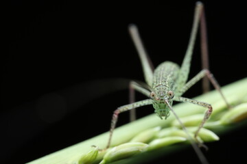 A katydid, also known as a Mediterranean Katydid (Phaneroptera nana), from the Tettigoniidae family, perched on a plant. The insect has a slender, 