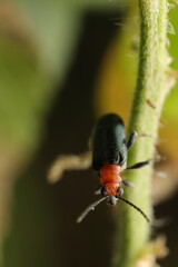 Close-up image of a Cereal Leaf Beetle (Oulema melanopus) perched on a plant stem. This beetle features a shiny dark body with metallic blue or reddish elytra.