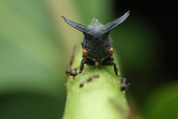 A treehopper (Enchenopa binotata or Centrotus cornutus) from the family Membracidae perched on a plant stem while feeding on sap. An ant is seen nearby,