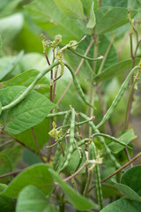 ripe mung bean pods, crop planting at the fields