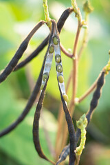 ripe mung bean pods, crop planting at the fields