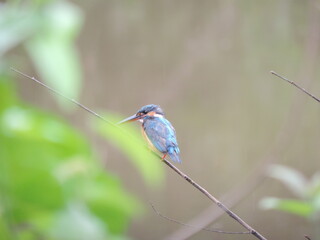 Sri Lankan Birds in the Wild 