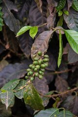 Unripe organic coffee beans, Villa Rica - Oxapampa, Pasco, Peru