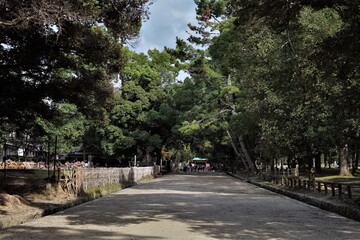 Obraz premium 日本、奈良、鹿、神社 、春日大社、石燈籠、木、綠色、写真素材 