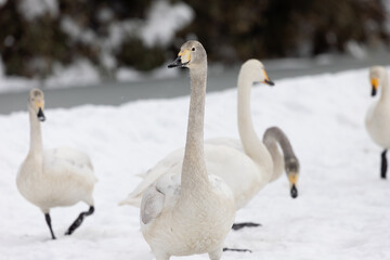 Portrait of a young whooper swan (Cygnus cygnus), also known as a cygnet