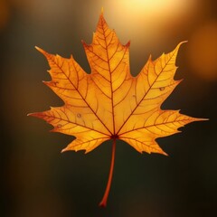 Obraz premium Golden autumn maple leaf isolated against a blurred warm background