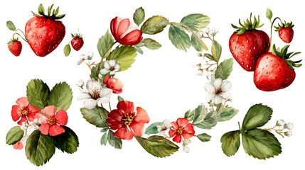 Watercolor painting of strawberries and flowers on transparent background. Red strawberries, white and red flowers, green leaves form a wreath, PNG