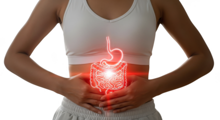 Human digestive system anatomy glowing red isolated on transparent background