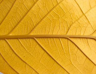 Obraz premium Golden Leaf Closeup Texture.
