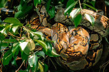 Close up of snake on branch of tree