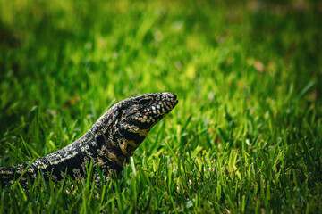 Lizard on grass