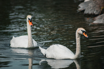 Couple of swans on a lake