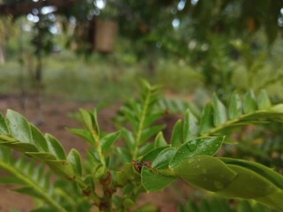 rain drops on the leaves