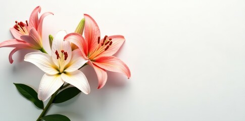 Fototapeta premium Elegant lilies arranged on pure white backdrop, pastel, image