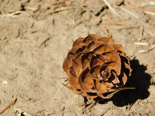 Douglas Fir Cone Lying in Where It Fell