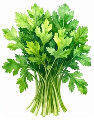 Fresh Parsley Bunch with Lush Green Leaves in a Botanical Watercolor Illustration on White Background