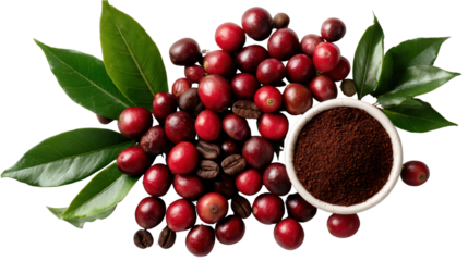 Coffee beans, cherries, and ground coffee on a white isolated background.