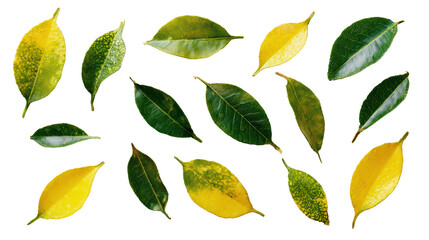 Collection of vibrant green and yellow leaves on a white isolated background.