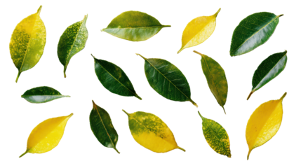 Collection of vibrant green and yellow leaves on a white isolated background.