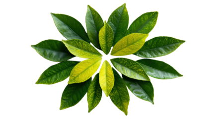 Green leaves arrangement, white isolate background.