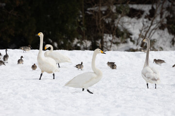 Whooper swans (Cygnus cygnus) and a cygnet walking on a snowfield.