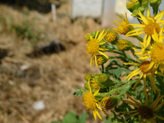 A Bit of Tansy