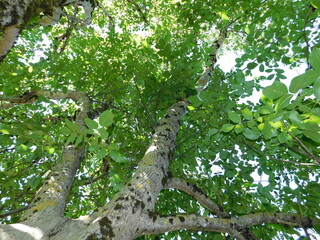 Fototapeta premium Looking Up a Walnut Tree