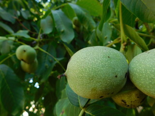 Walnuts Ripening on the Tree