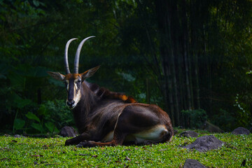 A Sable Antelope rests on a grassy hill, its long, curved horns visible against a backdrop of lush green bamboo.