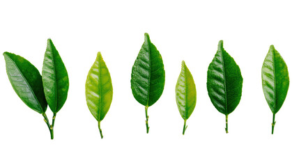 Fototapeta premium Various green leaves isolated on a white background, showcasing different shapes and sizes.