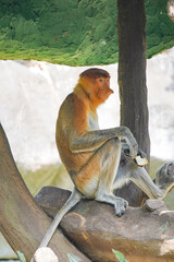 Bekantan or proboscis monkey is sitting on a tree branch, looking down at his hands, which are holding a piece of food.