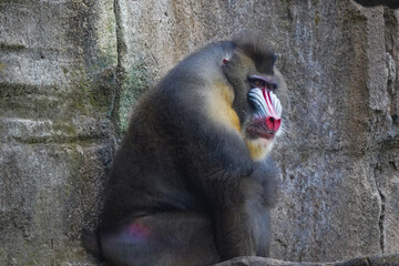 a mandrill with its head bowed, showcasing its distinctive colorful facial features and textured fur.