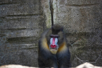 a mandrill with its head bowed, showcasing its distinctive colorful facial features and textured fur.