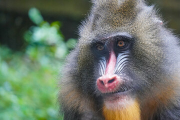 a mandrill with its head bowed, showcasing its distinctive colorful facial features and textured fur.