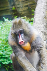 a mandrill with its head bowed, showcasing its distinctive colorful facial features and textured fur.