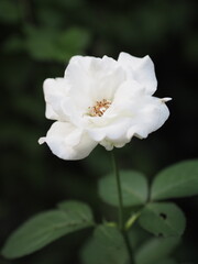 white color flower blooming in garden blurred of nature background, copy space concept for write text design in front background for banner, card, wallpaper, webpage, greeting card Valentine Day