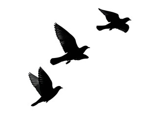 Obraz premium Dark silhouettes of birds in flight