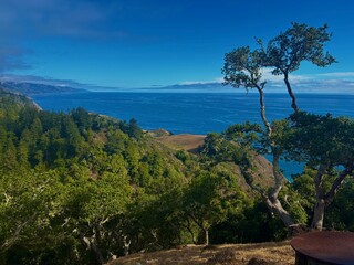 Pine Tree on a Mountain Lake at Nepenthe in Big Sur, California