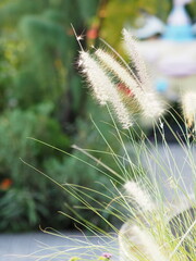 flower grass