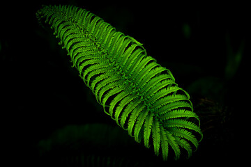 ʻAmaʻu Fern (Sadleria cyatheoides) in the Volcanic Landscape of Hawaii Volcanoes National Park, Big Island, Hawaii