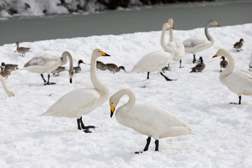 Swans, cygnets, and ducks on a snowy field