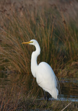 Great Egret