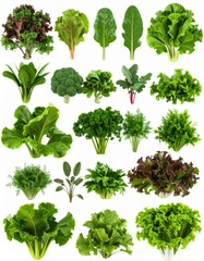 Fototapeta premium Assortment of Fresh Green Vegetables Including Lettuce Kale and Swiss Chard on White