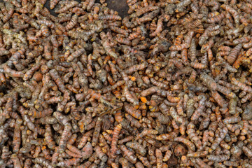brown rice background, a lot of turmeric is dried under sun, a sun-dried turmeric