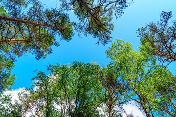 Experience the beauty of nature with a serene view of a lush green canopy under a bright blue sky,...